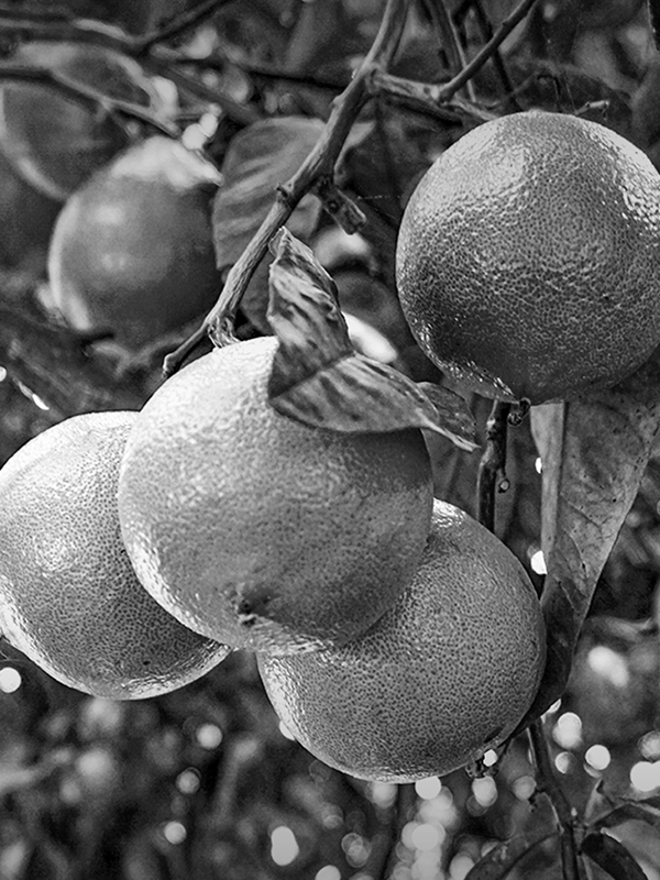 GB01 カラブリアベルガモット